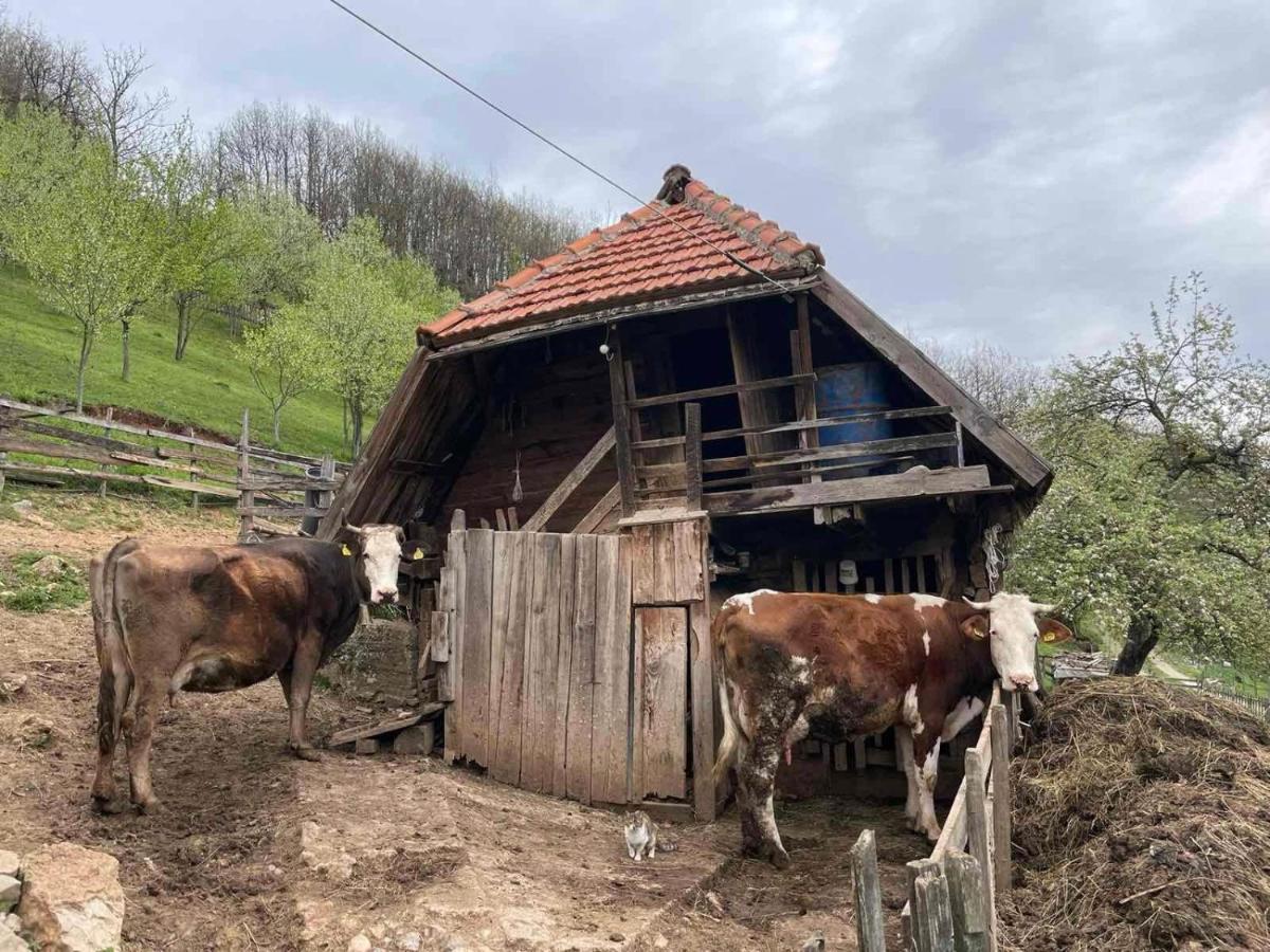 Family Owned Self Sufficient Eco Farm Tara Hotel Pljevlja Eksteriør billede