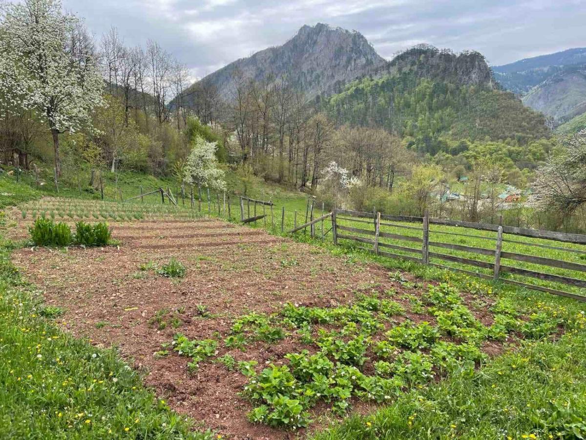 Family Owned Self Sufficient Eco Farm Tara Hotel Pljevlja Eksteriør billede