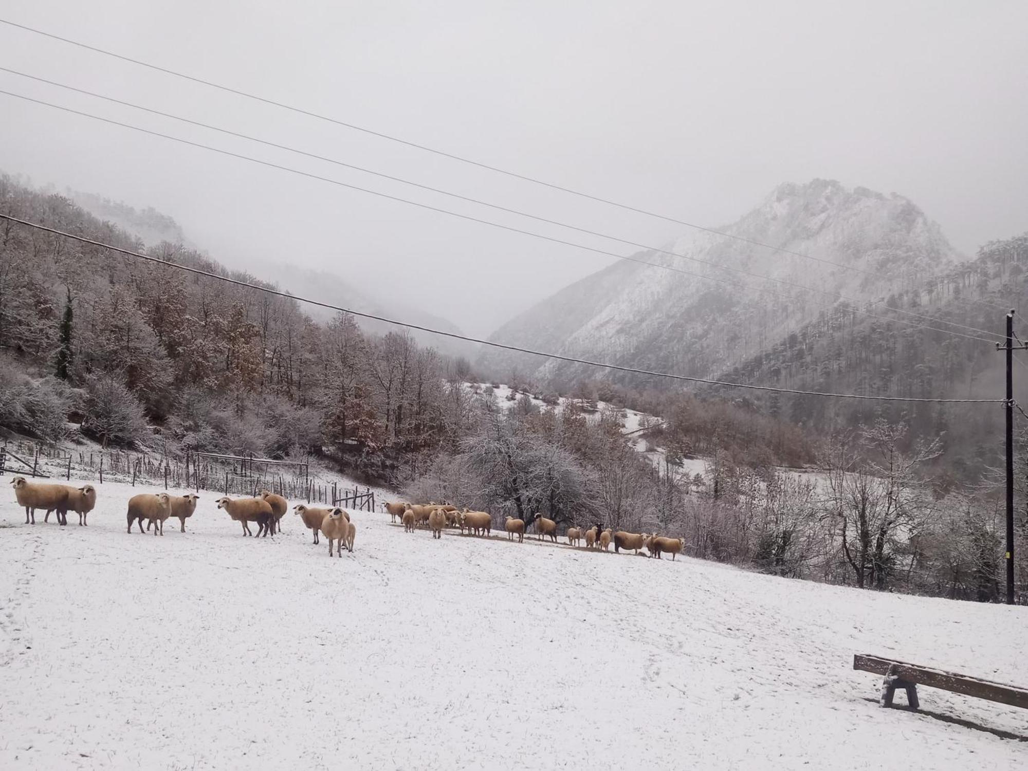 Family Owned Self Sufficient Eco Farm Tara Hotel Pljevlja Eksteriør billede
